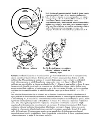 Pulmón Recordaremos que una de las consecuencias que ha resultado de la invasión de hidrogeniones ha 
sido un aumento en la concentración de ácido carbónico. Veamos las características de éste: El ácido 
carbónico (fig. 33), además de ser un ácido de constante de disociación baja y por tanto un ácido débil, 
tiende a descomponerse en anhídrido carbónico y agua según vemos en la figura 34. El anhí drido 
carbónico, gas muy difusible, se elimina por el pulmón (fig. 35). El agua lo hace también en forma de vapor. 
La descomposición del ácido carbónico se produce a una velocidad determinada, estableciéndose como 
siempre un equilibrio regido por la ley de masas, en que la descomposición del ácido carbónico se produce 
en proporción inversa de la cantidad de anhídrido carbónico y agua que se forma: CO3 H2 ←→ CO2 + 
H2O 
Esta velocidad de transformación es acelerada por un fermento: la anhidrasa carbónica, abundante en el 
tejido pulmonar. Como a medida que se forma el anhídrido carbónico es eliminado por el pulmón pasando a 
la atmósfera (fig. 36), la reacción está constantemente desplazándose hacia la derecha (flecha gruesa), dando 
lugar a una continua eliminación del ácido carbónico en función de la intensidad y frecuencia respiratorias. 
Como éstas están reguladas por el centro respiratorio y éste es muy sensible a las variaciones del pH 
sanguíneo, la acidosis determina inmediatamente una excitación de este centro con aumento de la función 
ventilatoria pulmonar y eliminación aumentada del anhídrido carbónico y el agua. Vemos, pues, cómo 
mediante la colaboración del pulmón eliminamos uno de los productos acumulados después de la acción 
buffer del bicarbonato. El pulmón, pues. constituye una segunda línea de defensa que contribuye al 
mantenimiento del equilibrio acidobásico. Su acción es rápida, produciéndose de forma inmediata e intensa, 
casi simultáneamente la acción de las substancias buffers. 
 