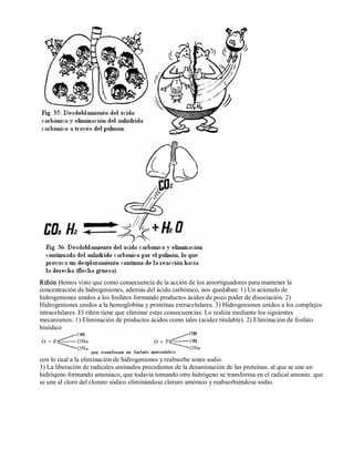 Riñón Hemos visto que como consecuencia de la acción de los amortiguadores para mantener la 
concentración de hidrogeniones, además del ácido carbónico, nos quedaban: 1) Un acúmulo de 
hidrogeniones unidos a los fosfatos formando productos ácidos de poco poder de disociación. 2) 
Hidrogeniones unidos a la hemoglobina y proteínas extracelulares. 3) Hidrogeniones unidos a los complejos 
intracelulares. El riñón tiene que eliminar estas consecuencias. Lo realiza mediante los siguientes 
mecanismos: 1) Eliminación de productos ácidos como tales (acidez titulable). 2) Eliminación de fosfato 
bisódico 
con lo cual a la eliminación de hidrogeniones y reabsorbe iones sodio. 
3) La liberación de radicales aminados procedentes de la desaminación de las proteínas. al que se une un 
hidróqeno formando amoniaco, que todavia tomando otro hidrógeno se transforma en el radical amonio. que 
se une al cloro del cloruro sódico eliminándose cloruro amónico y reabsorbiéndose sodio. 
 