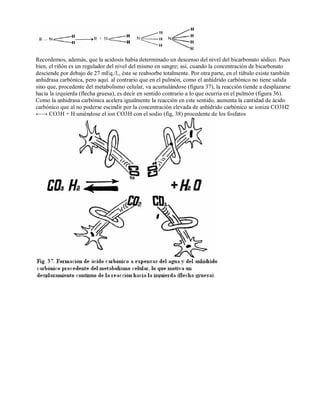 Recordemos, además, que la acidosis había determinado un descenso del nivel del bicarbonato sódico. Pues 
bien, el riñón es un regulador del nivel del mismo en sangre; así, cuando la concentración de bicarbonato 
desciende por debajo de 27 mEq./l., éste se reabsorbe totalmente. Por otra parte, en el túbulo existe también 
anhidrasa carbónica, pero aquí. al contrario que en el pulmón, como el anhídrido carbónico no tiene salida 
sino que, procedente del metabolismo celular, va acumulándose (figura 37), la reacción tiende a desplazarse 
hacia la izquierda (flecha gruesa), es decir en sentido contrario a lo que ocurría en el pulmón (figura 36). 
Como la anhidrasa carbónica acelera igualmente la reacción en este sentido, aumenta la cantidad de ácido 
carbónico que al no poderse escindir por la concentración elevada de anhídrido carbónico se ioniza CO3H2 
←→ CO3H + H uniéndose el ion CO3H con el sodio (fig, 38) procedente de los fosfatos 
 