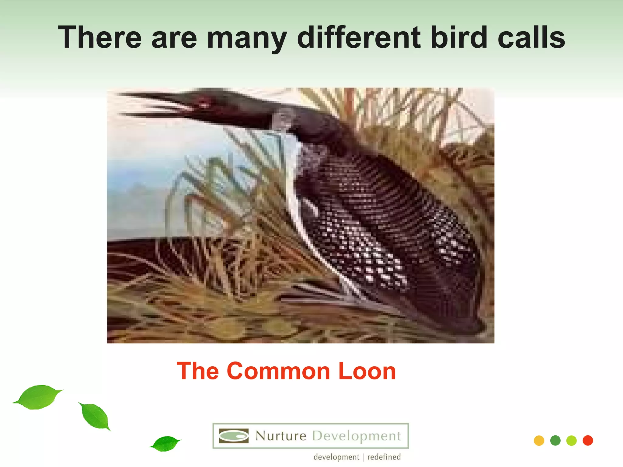 There are many different bird calls The Common Loon 