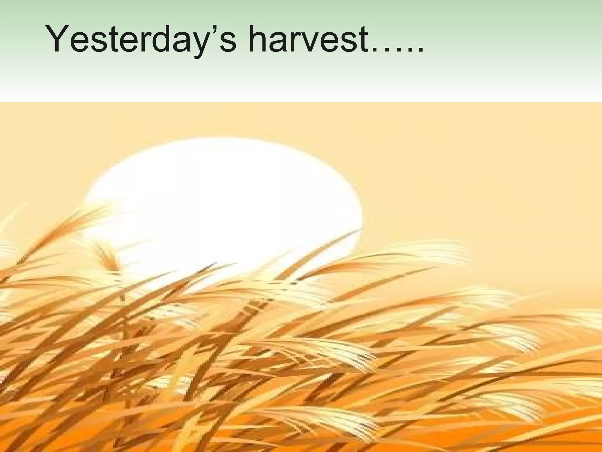 Yesterday’s harvest….. 