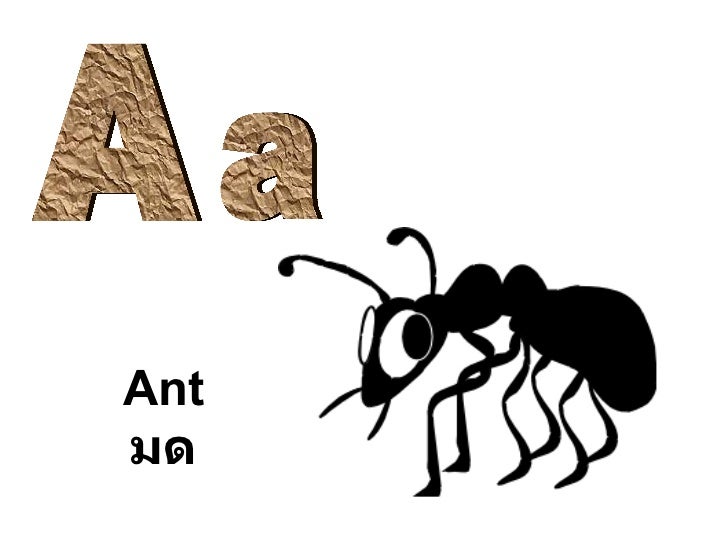 photo อังกฤษ Az A Ant มด พร้อม คํา อ่าน instruction media a bc english in animals à¸à¸à¹à¸£ ยà¸à¸à¸à¸à¹à¸¥à¸ à¹à¸à¸ à¸