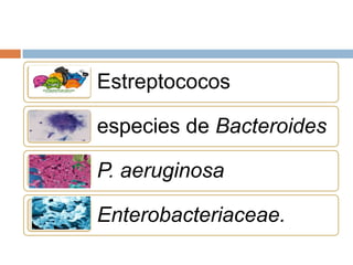 Estreptococos

especies de Bacteroides

P. aeruginosa

Enterobacteriaceae.
 