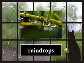 raindrops
 