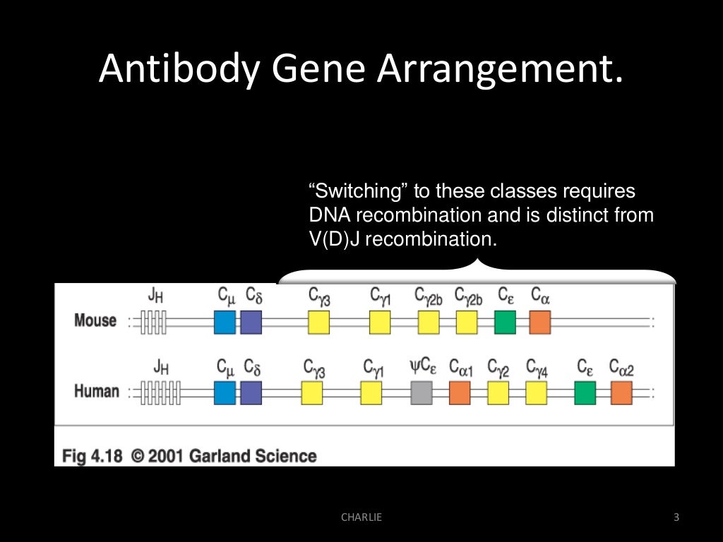 Antibody class switch ppt
