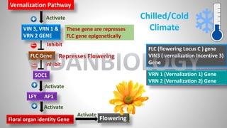 FLC Gene
SOC1
LFY AP1
VIN 3, VRN 1 &
VRN 2 GENE
Vernalization Pathway
Floral organ identity Gene Flowering
Activate
Activate
Activate
Activate
Inhibit
Inhibit
Represses Flowering
These gene are represses
FLC gene epigenetically
FLC (flowering Locus C ) gene
VIN3 ( vernalization Incentive 3)
Gene
VRN 1 (Vernalization 1) Gene
VRN 2 (Vernalization 2) Gene
Chilled/Cold
Climate
VIDANBIOLOGY
 