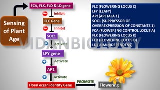 FLC Gene
SOC1
Floral organ identity Gene
FCA, FLK, FLD & LD gene
Flowering
LFY gene
AP1
Activate
Inhibit
Activate
Activate
PROMOTE
Inhibit
Sensing
of Plant
Age
FLC (FLOWERING LOCUS C)
LFY [LEAFY]
AP1[APETALA 1}
SOC1 (SUPPRESSOR OF
OVERREXPRESSION OF CONSTANTS 1)
FCA (FLOWER|NG CONTROL LOCUS A)
FLK (FLOWERING LOCUS K)
FLD (FLOWERING LOCUS D)
LD (LUMINIDEPENDENS)
PROMOTE
VIDANBIOLOGY
 