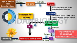SOC1
LFY
Floral organ identity Gene
FT protein
FT gene
CO gene
FT/FD Complex
(formed)
(Move from leaves SAM & enters
nucleus & forms complex with FD
protein
Photoperiodic
pathway
Flowering
AP1
(In the Companion cells of the
phloem of leaves and stem)
Activate
PROMOTE Activate
Activate
Activate
Activate
Light & Internal
clock
(circadian Clock)
FD (FLOWERING D)
CO (CONSTANS)
FT (FLOWERING LOCUS T)
VIDANBIOLOGY
 