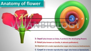 C St P S
S- Sepal (also known as Calyx, it protects the developing flower).
P- Petal (also known as Corolla, It attracts pollinators).
St-Stamen (It is male reproductive organ also know as Androecium).
C- Carpel (It is female reproductive organ also know as Gynoecium).
Anatomy of flower
VIDANBIOLOGY
 