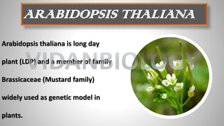 Arabidopsis thaliana is long day
plant (LDP) and a member of family
Brassicaceae (Mustard family)
widely used as genetic model in
plants.
ARABIDOPSIS THALIANA
VIDANBIOLOGY
 