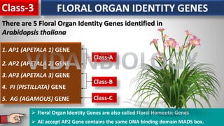 Class-3 FLORAL ORGAN IDENTITY GENES
There are 5 Floral Organ Identity Genes identified in
Arabidopsis thaliana
1. AP1 (APETALA 1) GENE
2. AP2 (APETALA 2) GENE
3. AP3 (APETALA 3) GENE
4. PI (PISTILLATA) GENE
5. AG (AGAMOUS) GENE
Class-A
Class-B
Class-C
➢ Floral Organ Identity Genes are also called Floral Homeotic Genes
➢ All accept AP2 Gene contains the same DNA binding domain MADS box.
VIDANBIOLOGY
 