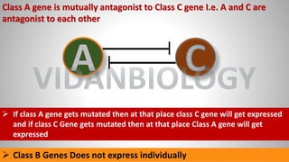 Class A gene is mutually antagonist to Class C gene I.e. A and C are
antagonist to each other
➢ If class A gene gets mutated then at that place class C gene will get expressed
and if class C Gene gets mutated then at that place Class A gene will get
expressed
➢ Class B Genes Does not express individually
A C
VIDANBIOLOGY
 