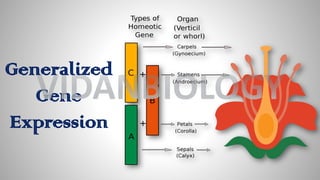 Generalized
Gene
Expression
VIDANBIOLOGY
 