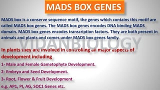 MADS BOX GENES
MADS box is a conserve sequence motif, the genes which contains this motif are
called MADS box genes. The MADS box genes encodes DNA binding MADS
domain. MADS box genes encodes transcription factors. They are both present in
animals and plants and comes under MADS box genes family.
In plants they are involved in controlling all major aspects of
development including
1- Male and Female Gametophyte Development.
2- Embryo and Seed Development.
3- Root, Flower & Fruit Development
e.g. AP1, PI, AG, SOC1 Genes etc.
VIDANBIOLOGY
 