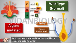 A
A+B
B+C
C
CARPEL (C)
Stamen
(C+B)or (B+C)
Wild Type
(Normal)
A gene
mutated
So, if gene A gets Mutated then there will be no
sepals and petal formation
VIDANBIOLOGY
 