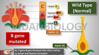 A
A+B
B+C
C Wild Type
(Normal)
B gene
mutated
CARPEL (C)
Sepals (A)
So, if gene B gets Mutated then there will be
no petals and Stamen formation
VIDANBIOLOGY
 