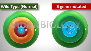 C St P S
Wild Type (Normal) B gene mutated
C C S S
VIDANBIOLOGY
 