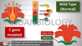 A
A+B
B+C
C
Sepals (A)
Petals (A+B)
C gene
mutated
Wild Type
(Normal)
So, if gene C gets Mutated then there will be
no Carpel and Stamen formation
VIDANBIOLOGY
 