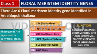 FLORAL MERISTEM IDENTITY GENES
There Are 6 Floral meristem identity gene identified in
Arabidopsis thaliana
These genes Are
expressed in
early floral stage.
LFY (leafy) Gene
AP1 (Apetala 1) Gene
CAL (Cauliflower) Gene
AP2 (Apetala 2) Gene
FUL (Fruitful) Gene
UFO Gene
FUNCTION
CONVERTS VEGETATIVE
SHOOT MERISTEM INTO
FLORAL MERISTEM i.e.
CONVERT VEGETATIVE
SHOOT INTO FLOWER
MERISTEM.
Class 1
VIDANBIOLOGY
 