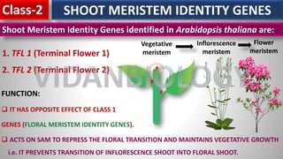 SHOOT MERISTEM IDENTITY GENES
Class-2
Shoot Meristem Identity Genes identified in Arabidopsis thaliana are:
1. TFL 1 (Terminal Flower 1)
2. TFL 2 (Terminal Flower 2)
FUNCTION:
❑ IT HAS OPPOSITE EFFECT OF CLASS 1
GENES (FLORAL MERISTEM IDENTITY GENES).
❑ ACTS ON SAM TO REPRESS THE FLORAL TRANSITION AND MAINTAINS VEGETATIVE GROWTH
i.e. IT PREVENTS TRANSITION OF INFLORESCENCE SHOOT INTO FLORAL SHOOT.
Vegetative
meristem
Inflorescence
meristem
Flower
meristem
VIDANBIOLOGY
 