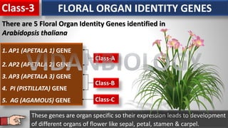 Class-3 FLORAL ORGAN IDENTITY GENES
There are 5 Floral Organ Identity Genes identified in
Arabidopsis thaliana
These genes are organ specific so their expression leads to development
of different organs of flower like sepal, petal, stamen & carpel.
1. AP1 (APETALA 1) GENE
2. AP2 (APETALA 2) GENE
3. AP3 (APETALA 3) GENE
4. PI (PISTILLATA) GENE
5. AG (AGAMOUS) GENE
Class-A
Class-B
Class-C
VIDANBIOLOGY
 