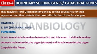 Class-4 BOUNDARY SETTING GENES/ CADASTRAL GENES
They regulate Floral Organ Identity gene by setting boundaries for their
expression and thus controls the correct distribution of the floral organs.
EXAMPLE:
1. SUP (SUPERMAN) GENE
FUNCTION:
It acts to maintain boundary between 3rd and 4th whorl. It define boundary
between male reproductive organ (stamen) and female reproductive organ
(carpel) in the flower.
VIDANBIOLOGY
 