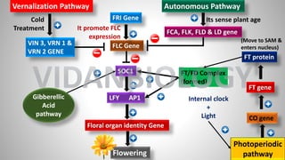 FRI Gene
FLC Gene
SOC1
LFY AP1
Floral organ identity Gene
FCA, FLK, FLD & LD gene
FT protein
FT gene
CO gene
FT/FD Complex
(formed)
VIN 3, VRN 1 &
VRN 2 GENE
Gibberellic
Acid
pathway
(Move to SAM &
enters nucleus)
Autonomous Pathway
Its sense plant age
It promote FLC
expression
Vernalization Pathway
Cold
Treatment
Photoperiodic
pathway
Flowering
Internal clock
+
Light
VIDANBIOLOGY
 