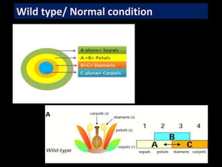 Wild type/ Normal condition
 
