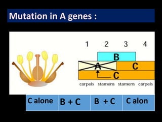 Mutation in A genes :
C alone B + C B + C C alon
 