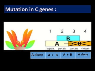 Mutation in C genes :
A alone A + B A + B A alone
 