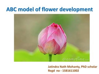 ABC model of flower development
Jatindra Nath Mohanty, PhD scholar
Regd no - 1581611002
 