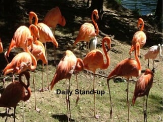 Daily Stand-up
 