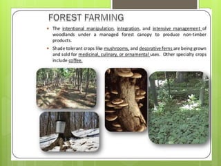 ABC of agroforestry A Presentation by Mr Allah Dad Khan NRM Specialist ...