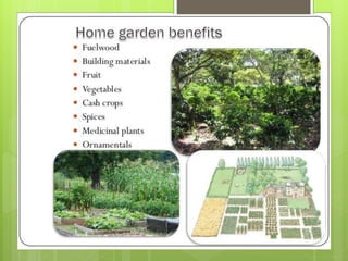 ABC of agroforestry A Presentation by Mr Allah Dad Khan NRM Specialist ...