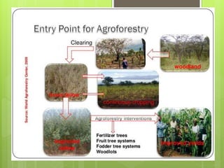 ABC of agroforestry A Presentation by Mr Allah Dad Khan NRM Specialist ...