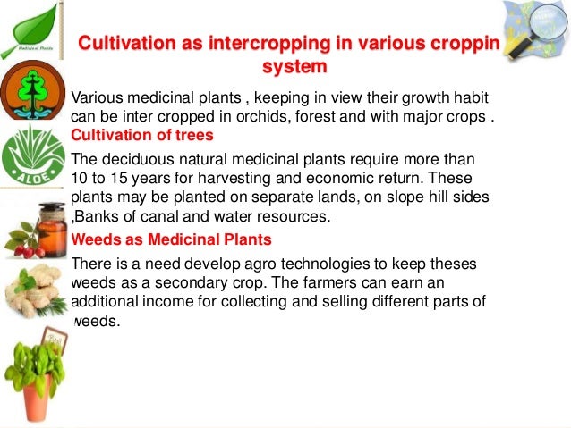 Essay on medicinal plants