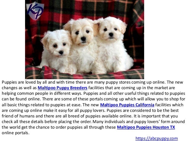 Maltipoo Puppies for Sale California Maltipoo Puppy Breeders
