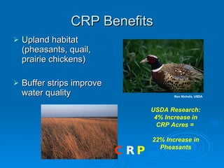 CRP Benefits Upland habitat (pheasants, quail, prairie chickens) Buffer strips improve water quality Ron Nichols, USDA USDA Research: 4% Increase in CRP Acres =  22% Increase in Pheasants C R P 