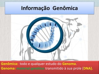 Informação Genômica
Genômica: todo e qualquer estudo do Genoma.
Genoma: material genético transmitido à sua prole (DNA).
 