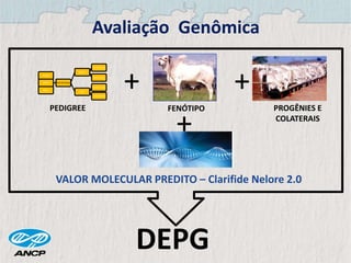 Avaliação Genômica
Irmãos
Filhos Gim de Garça
Dumu
Karvardi Imp.
Mara Imp.
Dahi
Survana Imp.
Cartomante
Netos
PEDIGREE
+
FENÓTIPO
+
PROGÊNIES E
COLATERAIS
DEPG
+
VALOR MOLECULAR PREDITO – Clarifide Nelore 2.0
 