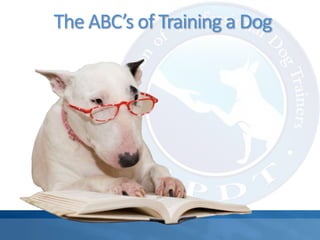 The ABC’s of Training a Dog
 