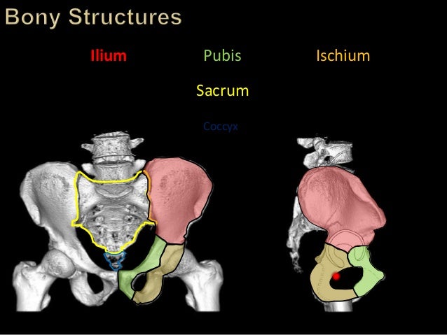 Trauma Image Interpretation of the Pelvis and Hip Radiographs: Using…