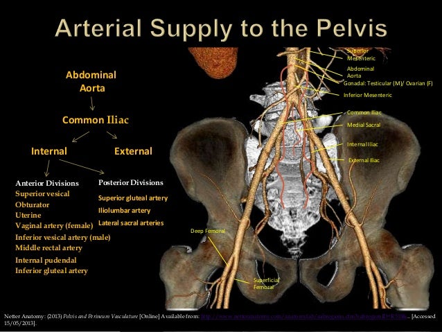 Trauma Image Interpretation of the Pelvis and Hip Radiographs: Using…