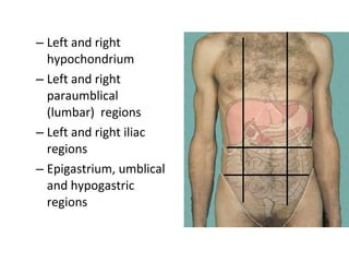 – Left and right
hypochondrium
– Left and right
paraumblical
(lumbar) regions
– Left and right iliac
regions
– Epigastrium, umblical
and hypogastric
regions
 