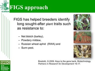 Searching for traits in PGR collections using Focused Identification of Germplasm Strategy