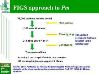 Searching for traits in PGR collections using Focused Identification of Germplasm Strategy