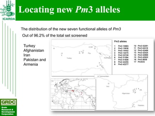 Searching for traits in PGR collections using Focused Identification of Germplasm Strategy
