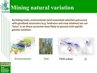 Searching for traits in PGR collections using Focused Identification of Germplasm Strategy
