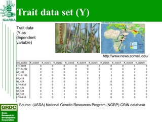 Searching for traits in PGR collections using Focused Identification of Germplasm Strategy