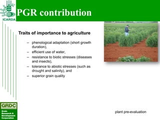 Searching for traits in PGR collections using Focused Identification of Germplasm Strategy